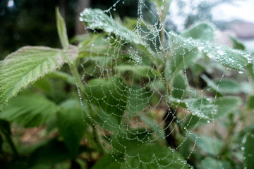 spider, web, insect, nature, macro, animal, arachnid, green, net, cobweb, dew, spiderweb, closeup, wildlife, predator, spiders, spider web, garden, drop, legs, black, water, detail, yellow, arachnopho