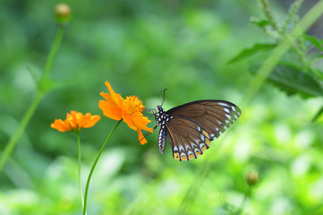 butterfly feeding on flower / brown butterfly on marigold yellow flower