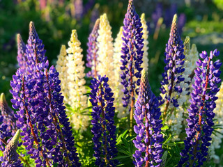 Beautiful pink purple white yellow lupins flower and lake mountain background in New Zealand lake Tekapo with green grass during sunset