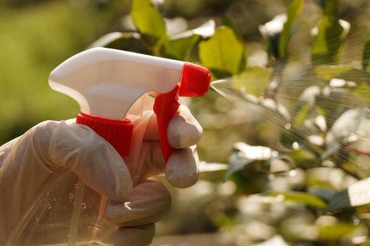 Spraying Plants With Plant Protection Products. Garden Plant Care.