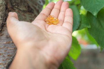 A person showing resins gums sap freshly plucked from a cherry tree bark