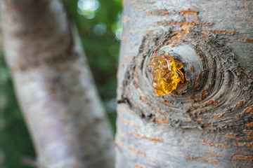 Resins gums sap hanging from the bark of a cherry tree