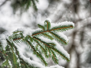 spruce branch in the snow