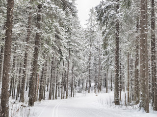 coniferous forest in the snow