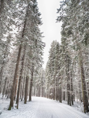 coniferous forest in the snow