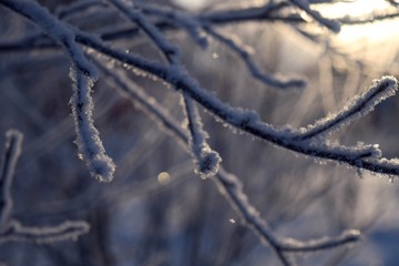 frozen tree branches in the snow