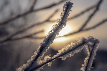 frozen tree branches in the snow