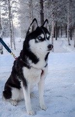 siberian husky in snow