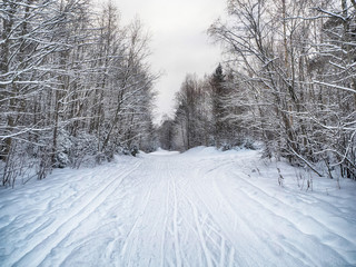 Fototapeta premium coniferous forest in the snow