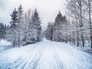 Obraz premium coniferous forest in the snow