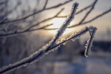 frozen tree branches in the snow