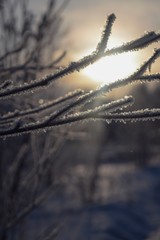 frozen tree branches in the snow