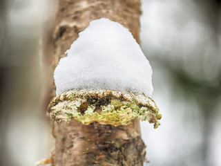 tinder mushroom in the snow