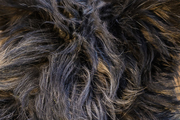 Abstract background of dog hair