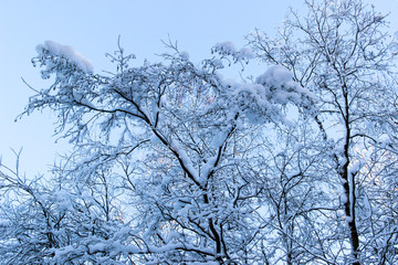 Fototapeta na wymiar Nature, landscape concept-beautiful winter landscape with snow-covered trees on blue sky background. Snow-covered branches and tree trunks, snowy winter day. Winter background.