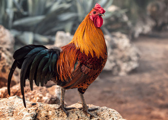 Cockerel walking in the yard