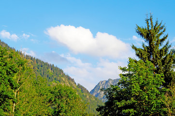 Tree with a Mountain in the Background