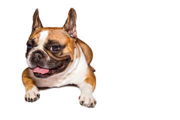 one brown emotional french bulldog on isolated background