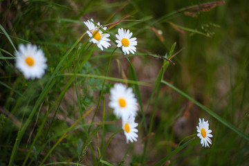Daisies on the green grass