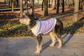 Portrait of mongrel dog on a sunny day