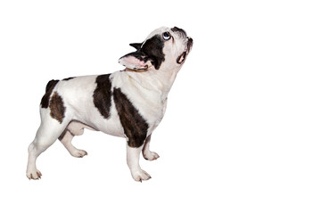 black and white french bulldog on isolated background