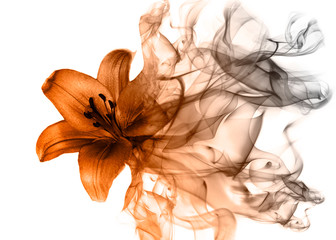 Beautiful lily flower from smoke