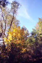 Fototapeta premium Yellow poplar and willow trees on the hills on the edge of a pine forest, blue cloudy sky background