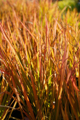 Eragrostis spectabilis / ornamental grass