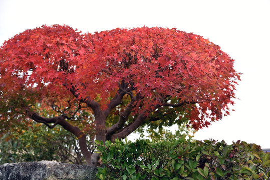 34 Best 紅葉の森 Images Stock Photos Vectors Adobe Stock
