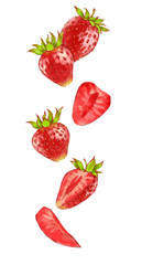 Hand drawn watercolor illustration of the different tasty red strawberry isolated on the white background.