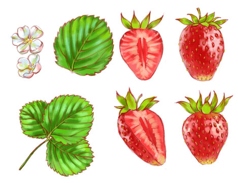 Hand drawn watercolor illustration set of the different tasty red strawberry isolated on the white background.