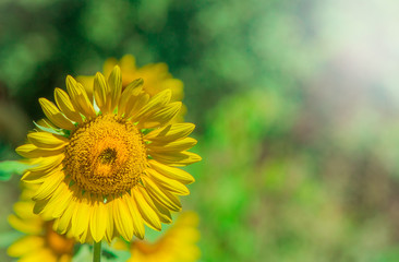 yellow sunflower summer concept place under the mines of space