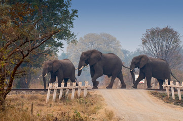 African elephants crossing railway in Zambia, Africa.