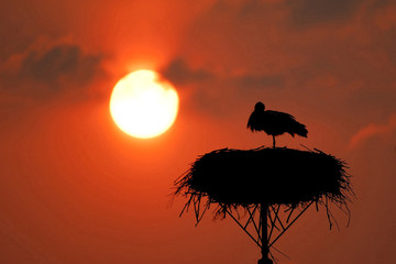 Red yellow shield the sun over a stork nest on a pole, Biebrzanski Park Narodowy, Podlasie District Poland.