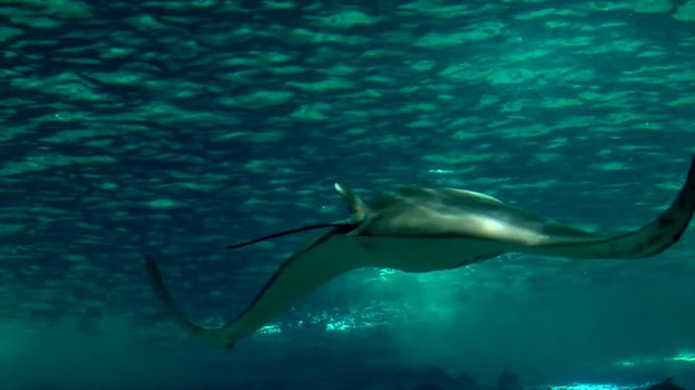 A majestic devil ray from the mobulidae family gliding through the open, fresh, deep blue water of a marine environment in the open ocean or in a aquarium tank with sunlight penetration the surface
