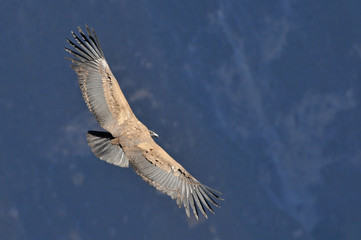 Peru, Arequipa, Colca Canyon, Andean Condor, Vultur gryphus.
