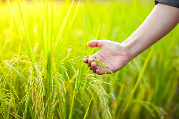 wheat in hand