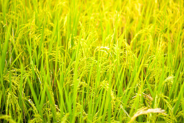 green wheat field
