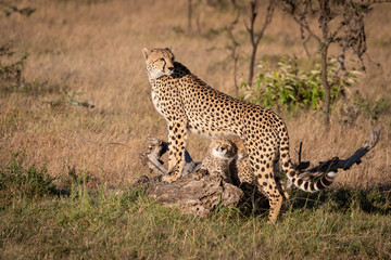 Fototapeta na wymiar Cubs nuzzling under cheetah leaning on log