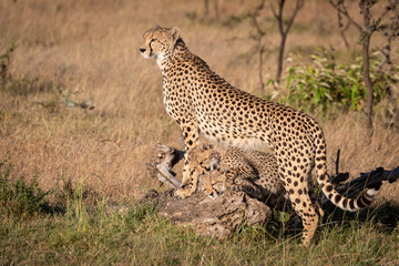 Cubs play under cheetah leaning on log