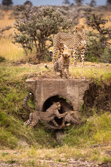 Cubs playing in pipe with cheetah above