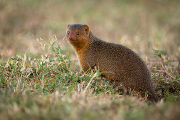 Dwarf mongoose sits at entrance to burrow