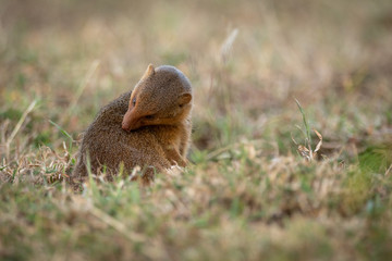 Dwarf mongoose sits grooming itself in grass