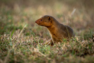 Dwarf mongoose sits looking left in grass