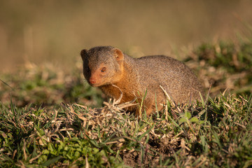 Naklejka na ściany i meble Dwarf mongoose sits in grass facing camera
