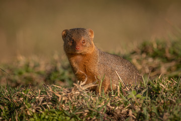 Dwarf mongoose sitting in grass facing camera
