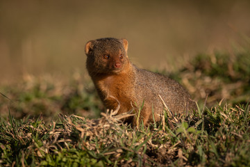 Dwarf mongoose sitting in grass turning head