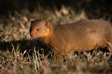 Dwarf mongoose stands in grass facing camera