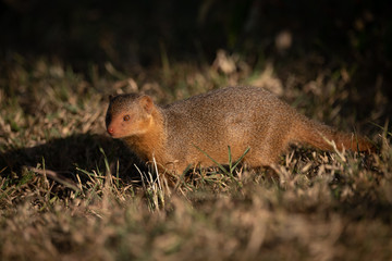 Dwarf mongoose standing in grass faces camera