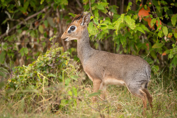 Kirk dik-dik stands in profile in bushes